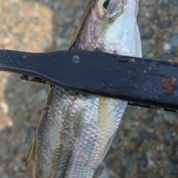 デイアジは何処へ…