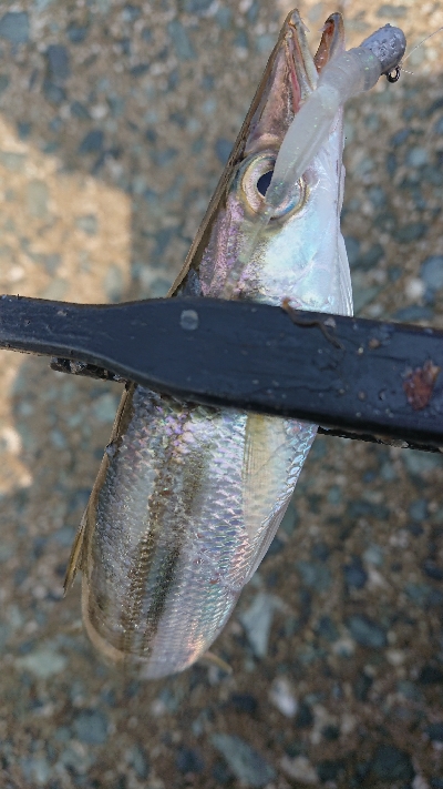 デイアジは何処へ…