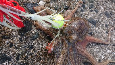 なかなかサイズ出ませんが…