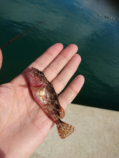 今日の釣果
