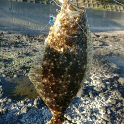 昨日の釣果