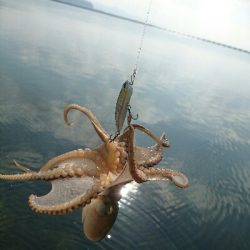 今日の釣果