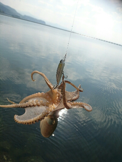 今日の釣果