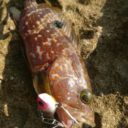 昨日の釣果