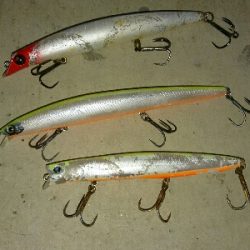 今シーズン初の夜ヒラスズキ