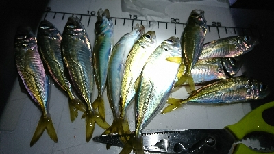 久しぶりにサビキ