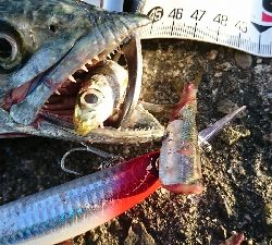 サゴシさんお久しぶりです(^^)