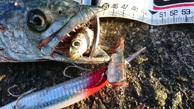 サゴシさんお久しぶりです(^^)