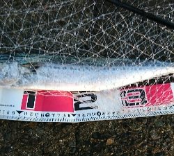 夕まづめの一時間勝負！