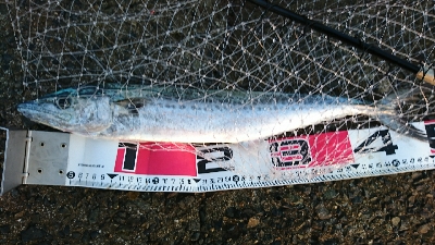 夕まづめの一時間勝負！