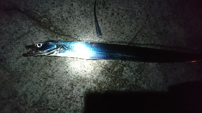 タチウオ良い感じ