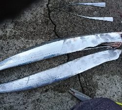 タチウオ 今日は厳しかったです