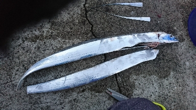 タチウオ 今日は厳しかったです