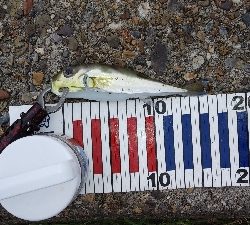 チニング中に…