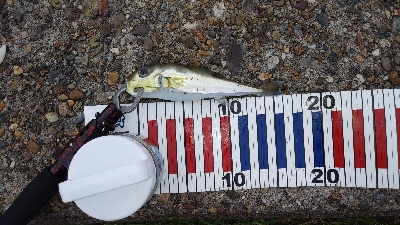 チニング中に…