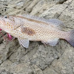 地磯からタイラバ投げてみた。