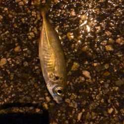 豆から中アジまで入れ食い！