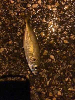 豆から中アジまで入れ食い！