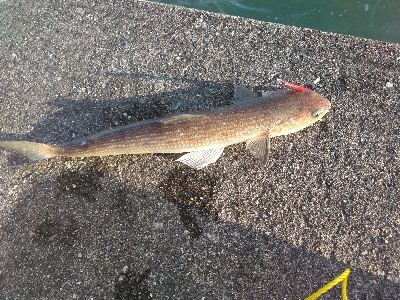 台風24後の須磨