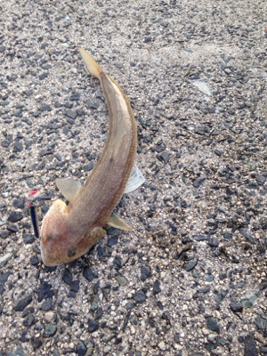 夕方5時半から6時半の1時間