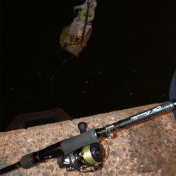 秋イカエギング