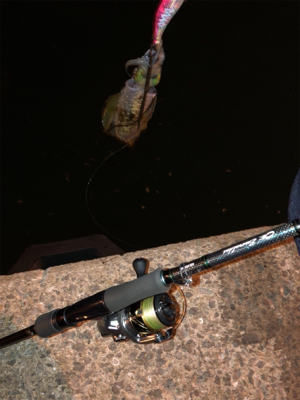 秋イカエギング