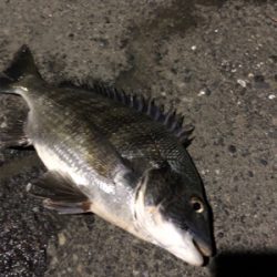 ナイトチニング