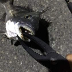 アジングのつもりだが