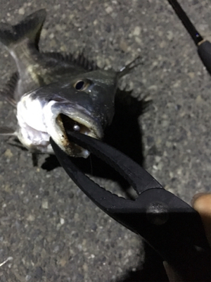 アジングのつもりだが