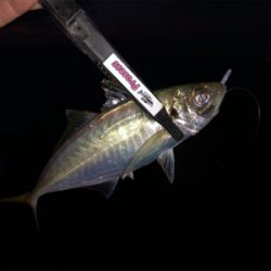 台風後 アジング調査