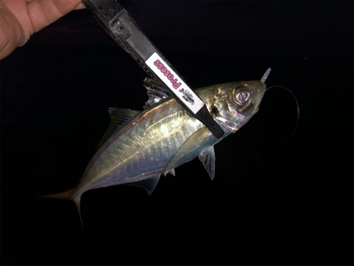 台風後 アジング調査