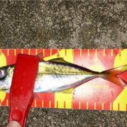 台風一過アジング