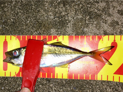 台風一過アジング