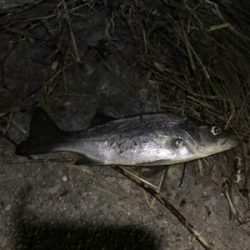 臼杵港ライトゲーム