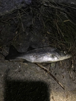 臼杵港ライトゲーム