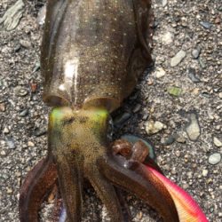 しまなみエギング ランガン不発