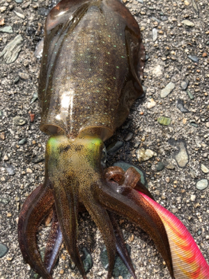 しまなみエギング ランガン不発