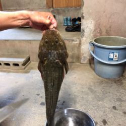 青物狙ってたら…マゴチが。