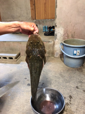 青物狙ってたら…マゴチが。