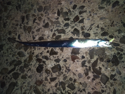 青物狙いで夕暮れまで@須磨海岸