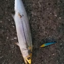 2018年10月2日釣行in箱崎ふ頭