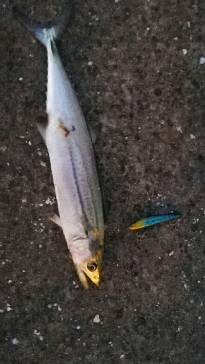 2018年10月2日釣行in箱崎ふ頭