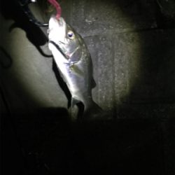 今日も仕事帰りに