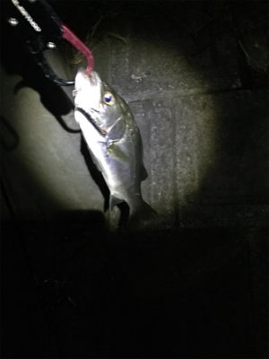 今日も仕事帰りに