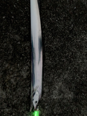 仕事終わりワインド