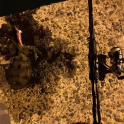 秋イカエギング