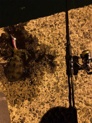 秋イカエギング