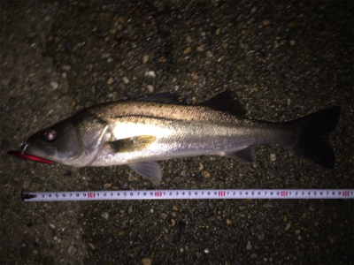 大橋川 シーバス