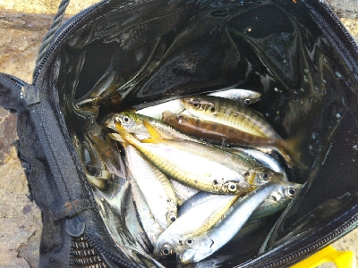 サビキ=ボウズなし