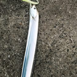 くっすんテンヤで絶好釣!